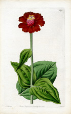 Scarlet Zinnia