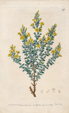 Egyptian St. John's Wort