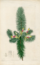 Fir-leaved Stenathera