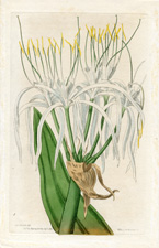 Mr. Griffen's Sea-Daffodil