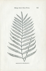 POLYPODIUM HENCHMANNII