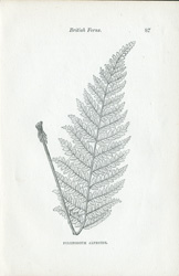 POLYPODIUM ALPSTRE, P. DRYOPTERIS