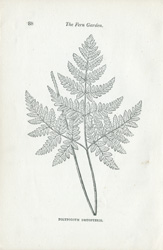 POLYPODIUM ALPSTRE, P. DRYOPTERIS