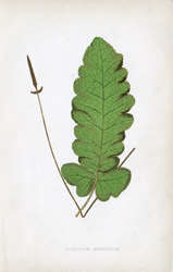 ACROSTICHUM QUERCIFOLIUM