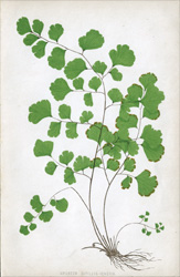 ADIANTUM CAPILLUS-VENERIS