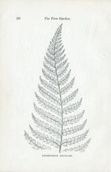 POLYPODIUM ANGULARE