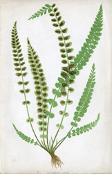 ASPLENIUM VIRIDE