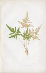 CHEILANTHES ARGENTEA