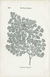 ADIANTUM CUNEATUM