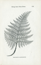 POLYPODIUM LACHNOPODIUM