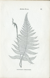 POLYPODIUM PHEGOPTERIS