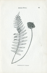 POLYPODIUM VULGARE