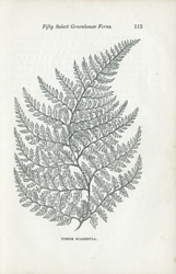 PTERIS SCABERULA