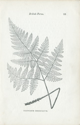 POLYPODIUM ROBERTIANUM