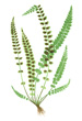 Antique Fern Prints from 