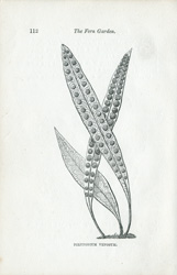 POLYPODIUM VENOSUM