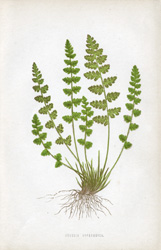 WOODSIA HYPERBOREA