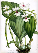 Calanthe Vestita