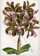 Vanda Densiflora