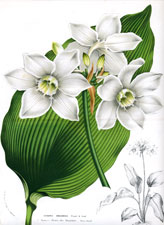 Eucharis Amazonica