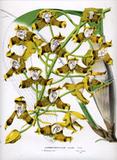 Grammatophyllum ellisii