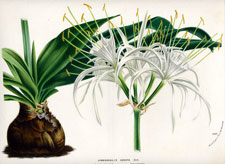 Hymenocallis Adnata