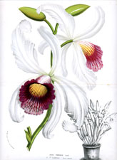 Calanthe Vestita