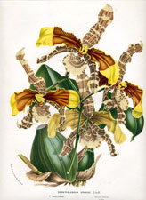 Odontoglossum Grande