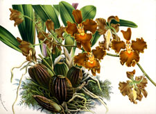 Oncidium Crispum