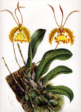 Oncidium Kramerianum