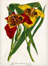 Oncidium Kramerianum