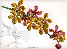 Grammatophyllum ellisii