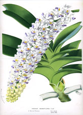 Vanda Densiflora