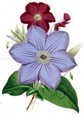 Clematis