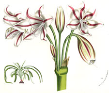 Crinum Scabrum