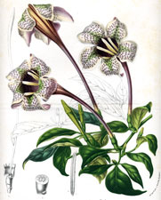 Gardenia Stanleyana