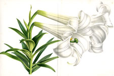 Lilium Eximium