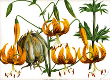 Lilium Humboldti