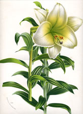 Lilium Neilgerricum