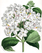 Luculia Pinceana