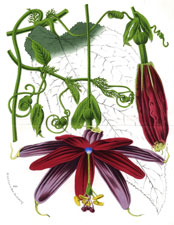 Tacsonia Insignis