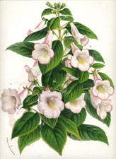 Plectopoma Myriostygma, ruban rose