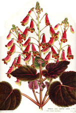 Naegelia Sceptre Cerise