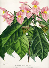 Dalechampia Roezli Rosea