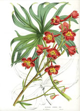 Delphinium Cardinale