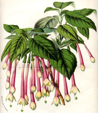 fuchsia magrantha