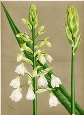 Hyacinthus Candicans