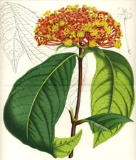 Ixora Griffithi