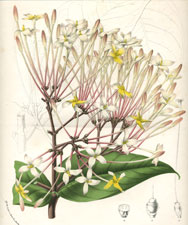 Ixora Oderata