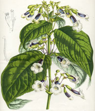 Liebigia Speciosa